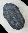 Phacops Trilobite - Mrakib, Morocco #14291-1